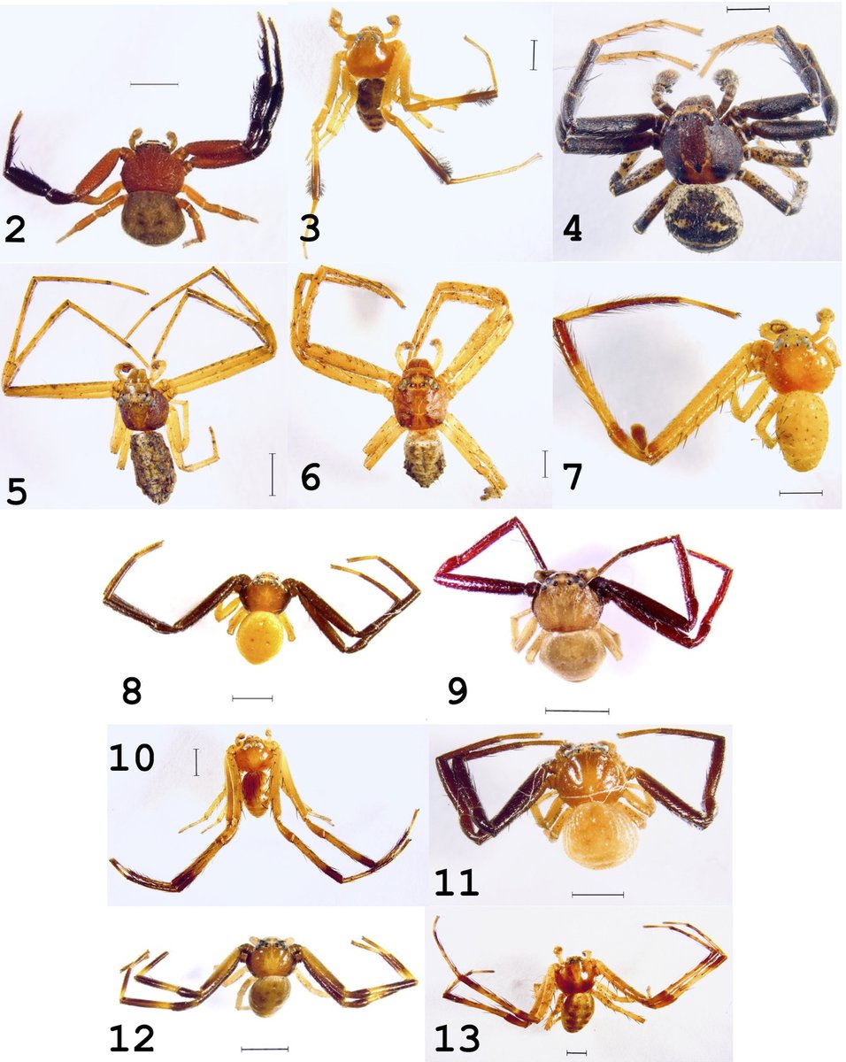 RevMexBio's tweet photo. Se evaluó la estructura comunitaria de arañas cangrejo en un bosque tropical caducifolio de México. Se desconoce mucho de la familia Thomisidae, con ello, se da paso a más conocimiento sobre estas arañas.
Lee más:
https://t.co/QjhehSpv9v
Visita: https://t.co/n1esu0oQqu https://t.co/smSwEq55wS