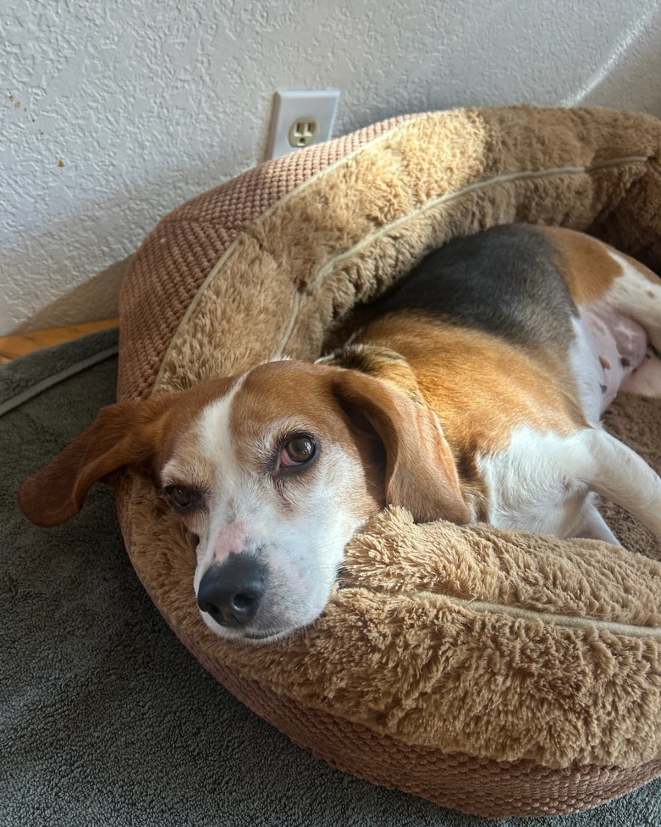 Beagle Freedom Project tweet media
