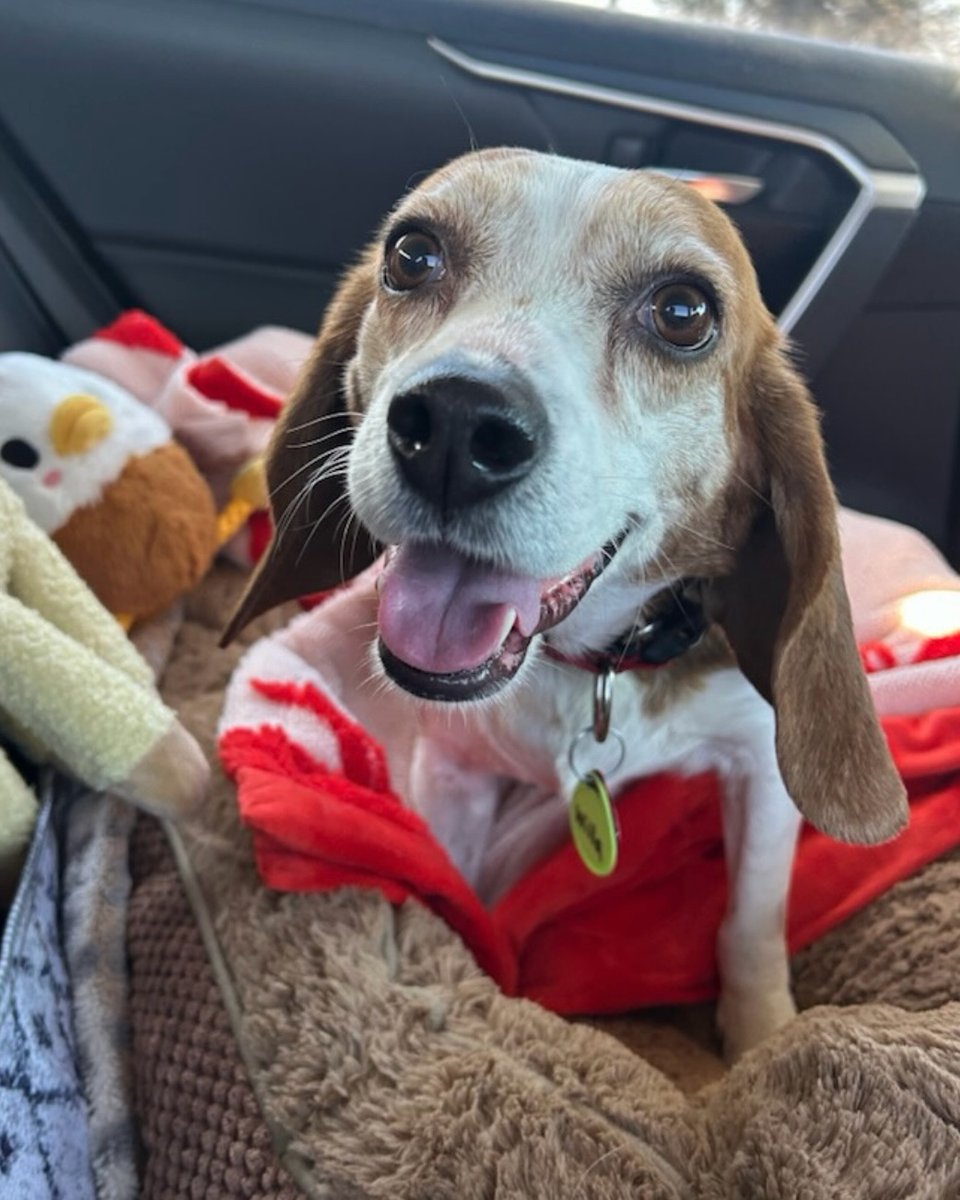 Beagle Freedom Project tweet media