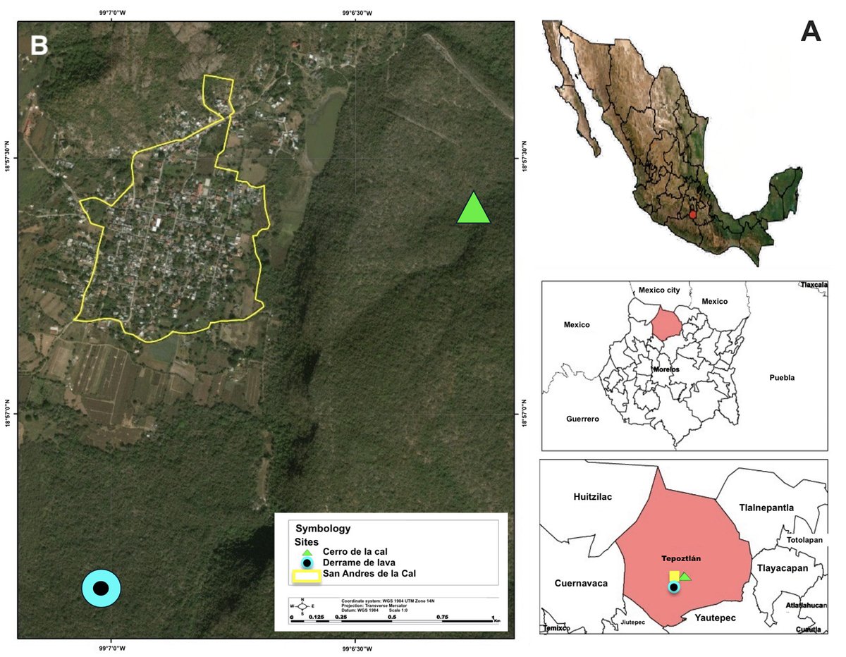 RevMexBio's tweet photo. Se evaluó la estructura comunitaria de arañas cangrejo en un bosque tropical caducifolio de México. Se desconoce mucho de la familia Thomisidae, con ello, se da paso a más conocimiento sobre estas arañas.
Lee más:
https://t.co/QjhehSpv9v
Visita: https://t.co/n1esu0oQqu https://t.co/smSwEq55wS