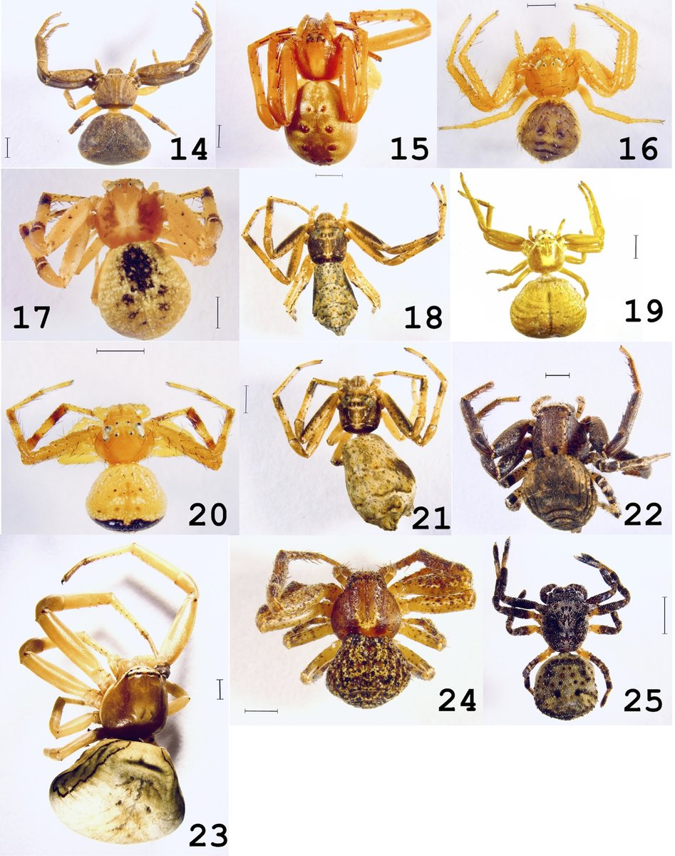 RevMexBio's tweet photo. Se evaluó la estructura comunitaria de arañas cangrejo en un bosque tropical caducifolio de México. Se desconoce mucho de la familia Thomisidae, con ello, se da paso a más conocimiento sobre estas arañas.
Lee más:
https://t.co/QjhehSpv9v
Visita: https://t.co/n1esu0oQqu https://t.co/smSwEq55wS