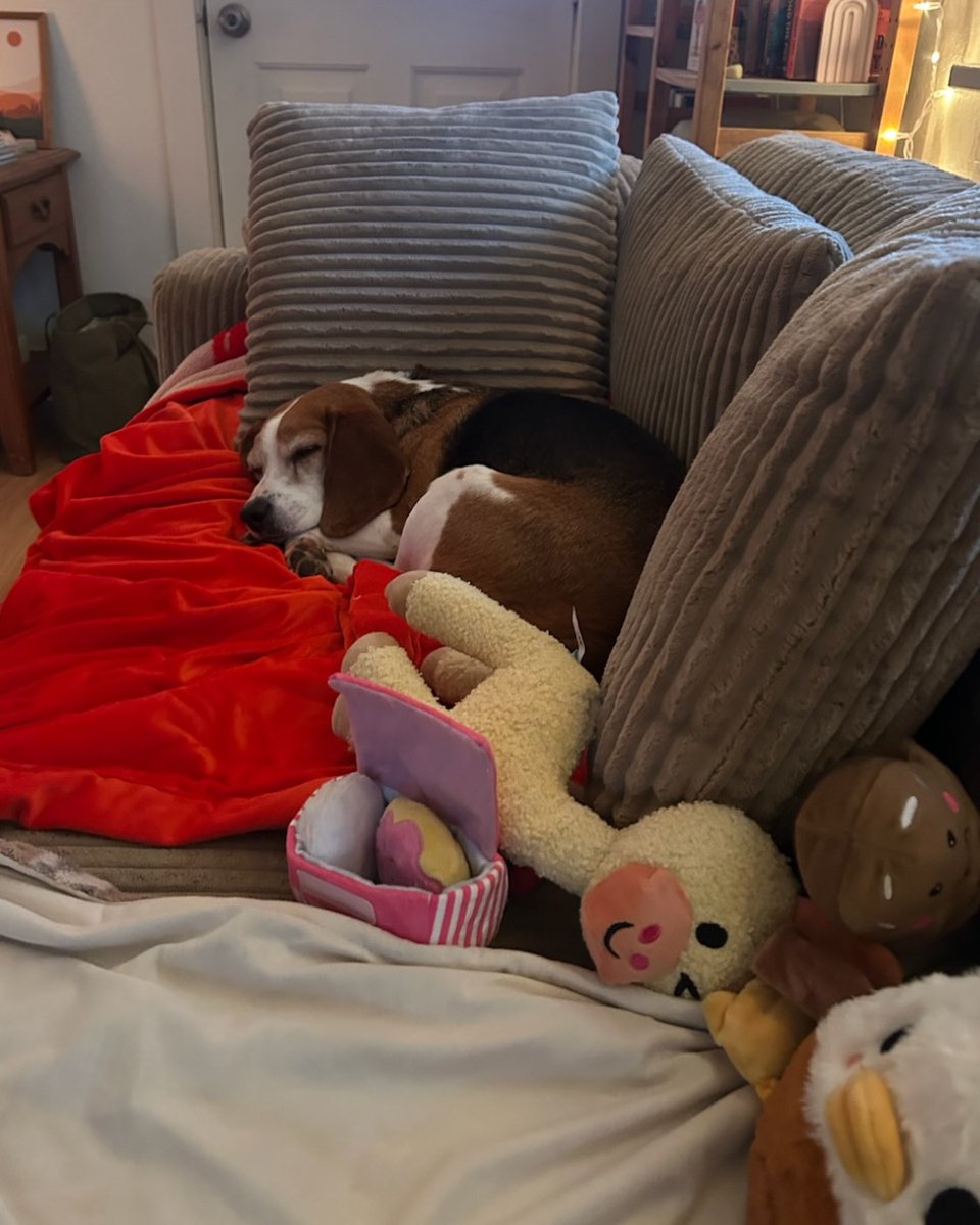 Beagle Freedom Project tweet media