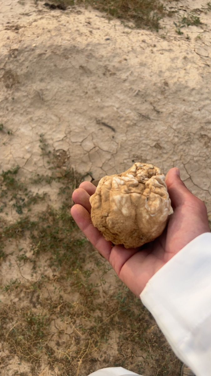 hareqnews's tweet photo. تم تسجيل ظهور الفقع (الكمأة) في #محافظة_الحريق ، في هذا الأسبوع، حيث عثر بعض المواطنين عليه اليوم وايضا قبل ٤ أيام بقرب جبل الصفيراء الواقع شمال المدينة الجديدة بالحريق،  واليوم تم تسجيله غرب مزرعة #السويدية الواقعة غرب الحريق.
ويرى البعض بأن ظهوره هذا الوقت مستغرب ، حيث يعرف وقت ظهوره عادة بعد أمطار موسم #الوسمي ، بشهرين او "٧٠"يوم .

مرفق مقطع وصور للفقع..