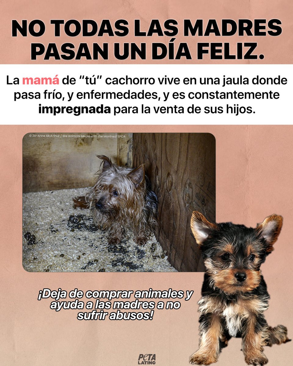 Los criadores de perros no se preocupan por el bienestar de las madres, solo les importa el dinero que obtendrán de sus hijos.
No contribuyas a este sufrimiento, no compres adopta. 🐕 💗
#DiaDeLasMadres
