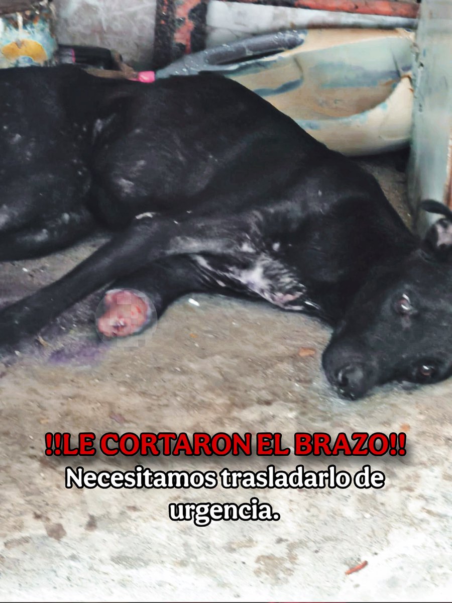Rescates especiales. tweet media