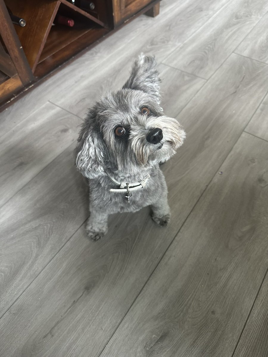 EliCatMo's tweet photo. Mom‘s job was eliminated. Rude! I hope this means she can focus more on me (a little selfish, I know). Right now she’s busy drinking coffee after working out, and before getting a massage later today. That’s the way to do it!!! https://t.co/DZhUdjMAVS
