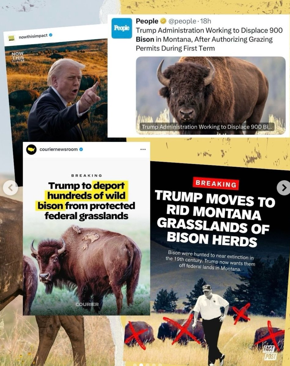 Trump is asking to move out 900 Bisons and basically annihilate them ...
