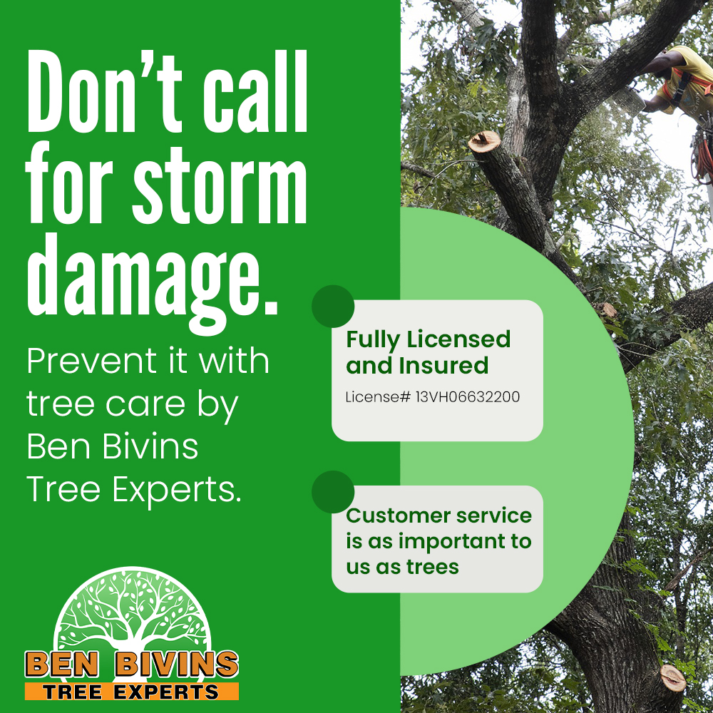 BivinsTree's tweet photo. Preventive tree care helps protect your home, vehicles, and landscape. Trust Ben Bivins Tree Experts to keep your trees healthy, maintained, and storm ready. 🌳⛈️

#StormPrep #TreeCare #TreeService #TreeTrimming #TreeRemoval #StormDamagePrevention #LicensedAndInsured #TreeExperts https://t.co/WDE9I8HLz6