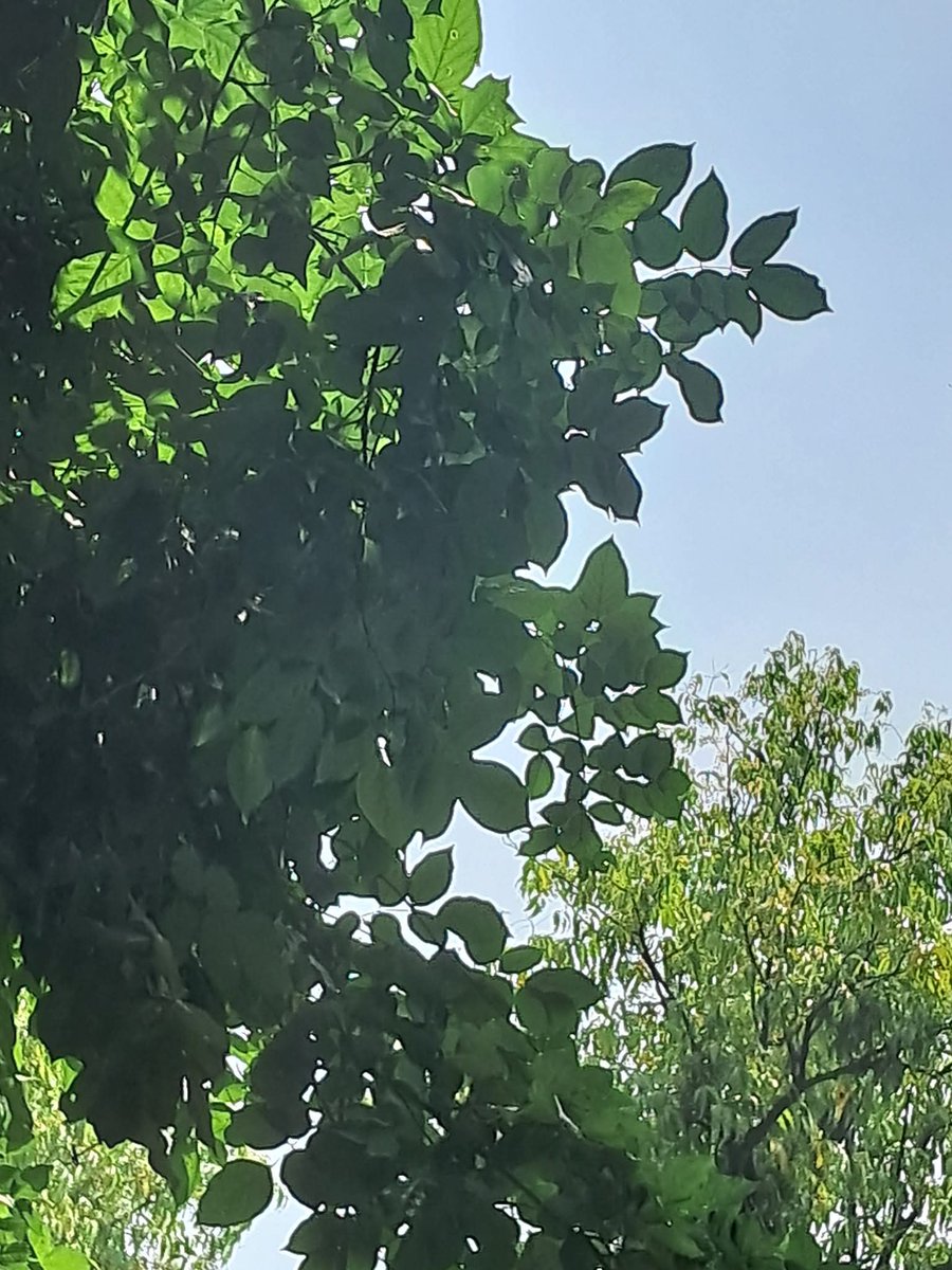 lightseekerusha's tweet photo. Between leaves and open sky,
something crossed the silence so softly
it almost felt imagined.

The trees stayed still,
the afternoon kept breathing,
and for a moment
the sky felt like a thought passing through. 🌿

#NatureDiary #QuietMoments #OpenSky #Stillness #NaturePoetry https://t.co/BW8Cu3EiQz