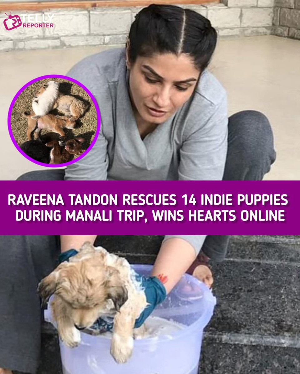 Film actor Raveena Tandon <a href="/TandonRaveena/">Raveena Tandon</a>
 rescues 14 Indie Puppies in Manali, Vaccinates and re-homes them during Compassionate Animal Welfare Mission, during her recent trip to Manali.
She personally cared for the puppies by bathing, cleaning, deworming, and vaccinating them