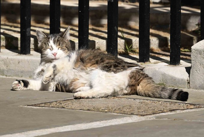 ElizabethRadcl5's tweet photo. Larry the Cat having fun in the sun xxx what a beautiful boy xxxx #kittytwitter #number10cat xxxx https://t.co/zWlS59I5My