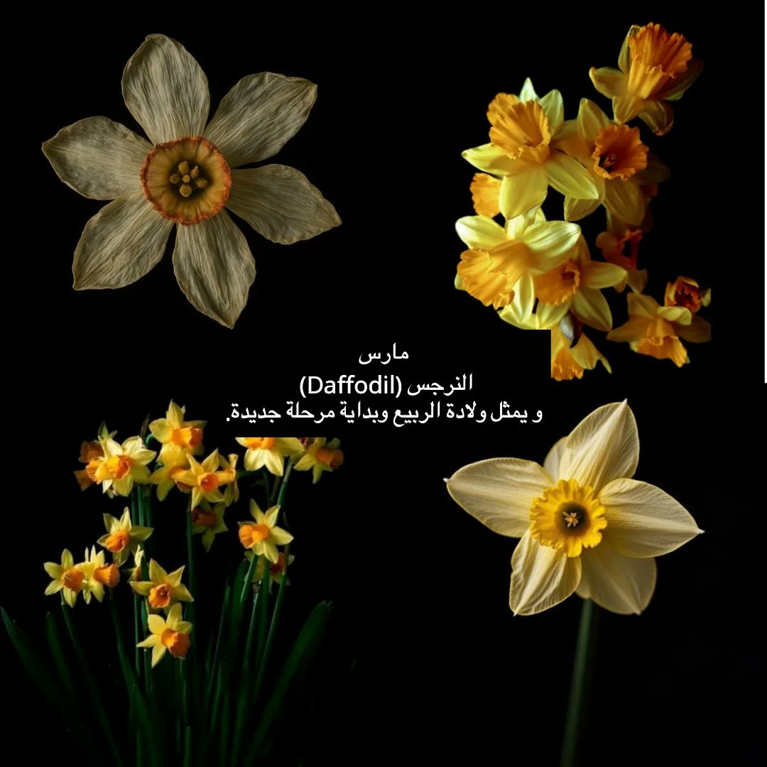 Blueaxxa's tweet photo. هل تعلم ان لكل شهر زهرة تميّزه وتحمل معنى
رمزي له .. انت من مواليد أي زهرة ؟ https://t.co/VdUnuxvTN6