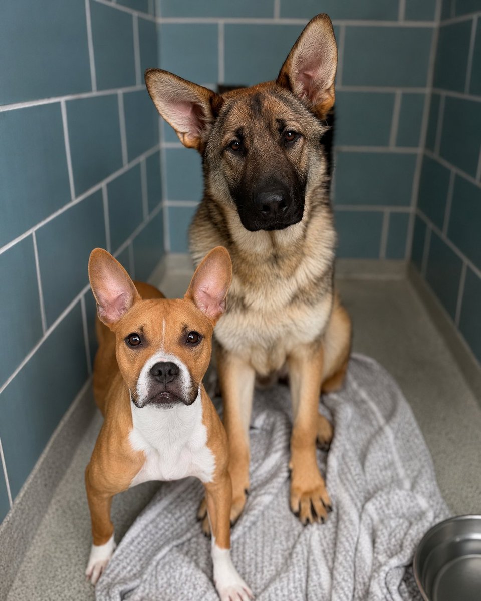 AntiCruelty's tweet photo. From a rail yard to a home. Together the entire way.

We're so happy this bonded dynamic duo found their forever home! https://t.co/TGnPuyxnnm