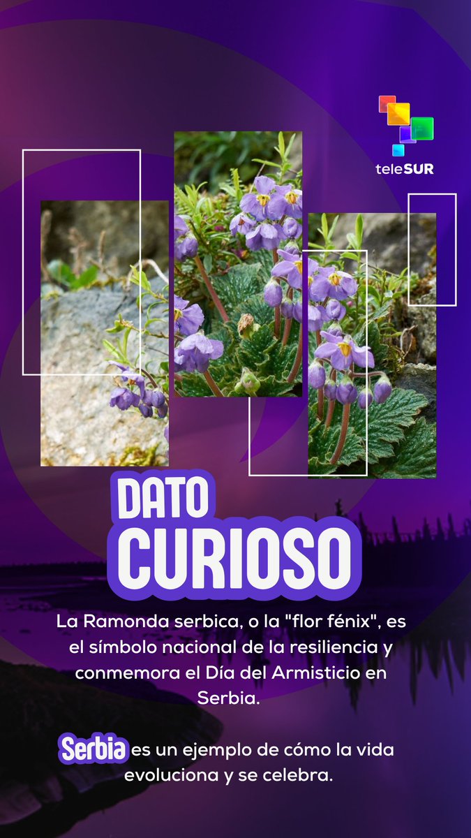 Destino Verde tweet media