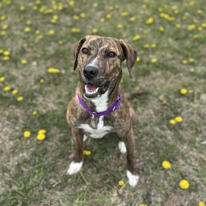 Wisconsin Humane Society tweet media