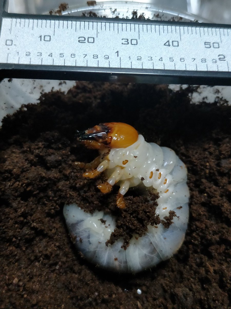 ギラファノコギリクワガタ ホワイトアイの幼虫のうち、成長が早い個体