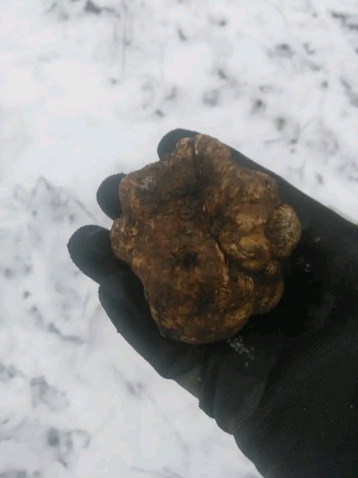 14 godina smo bili nerazdvojni KETY💔💔💔 stotine i stotine pređenih kilometara koliko je samo puta prespavala zakopcana u moju jaknu na mojim grudima pod vedrim nebom 😓😓😓🙏🙏