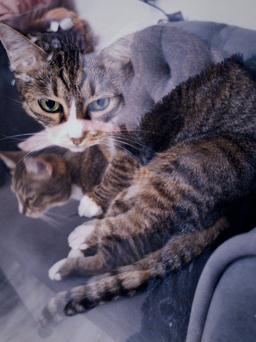 𝔉𝔢𝔪𝔦𝔡𝔞 𝔱𝔥𝔢 𝔍𝔲𝔰𝔱𝔦𝔠𝔢 🐈⬛ tweet media