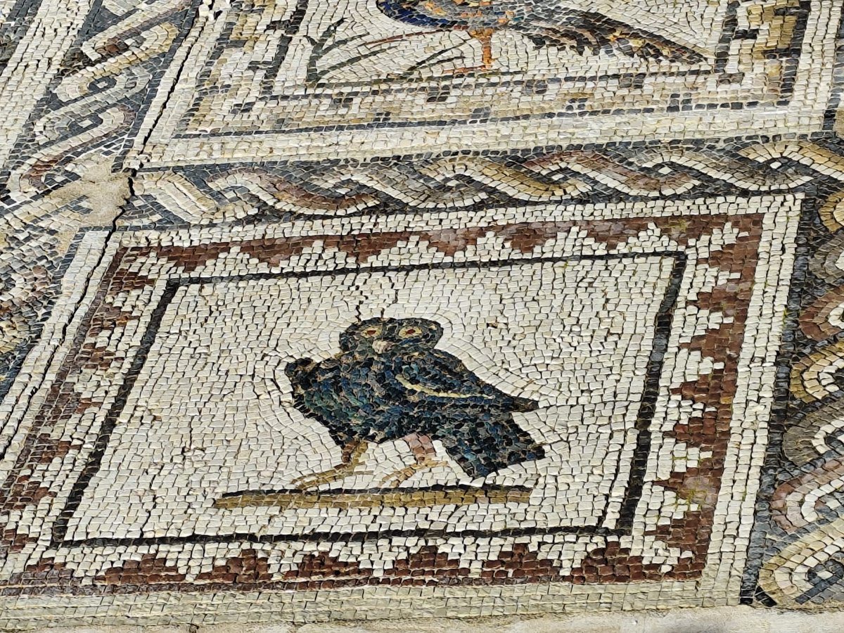 AlegraGarciaGar's tweet photo. Mosaicos de Itálica, Santiponce (Sevilla) ♥️ https://t.co/pZg8XCO7eR