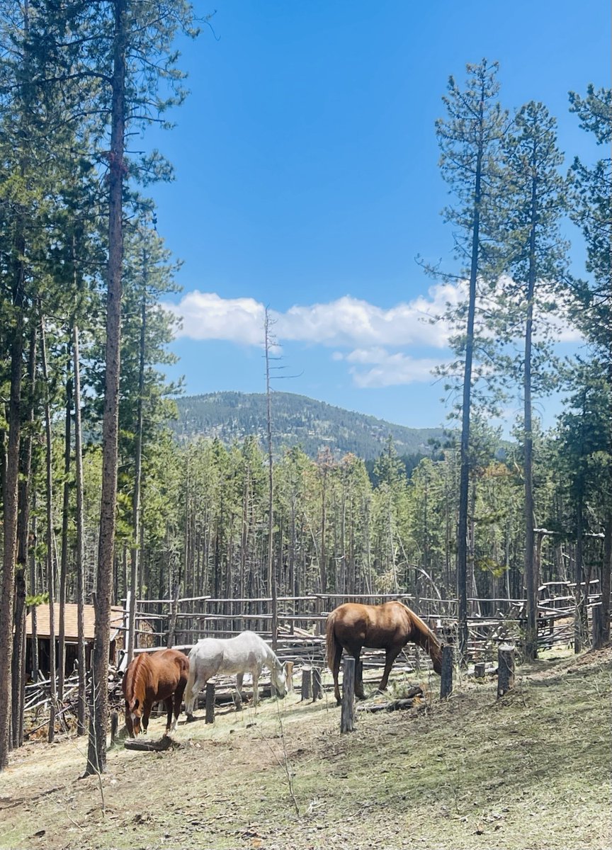 MJBuffsVoice's tweet photo. By Wednesday night, we had two-feet of snow on the ground…Friday at noon it looks like this! #Colorado 🤠🐴🏔️❤️🙏🙏🙏 https://t.co/mO8JumPNCM