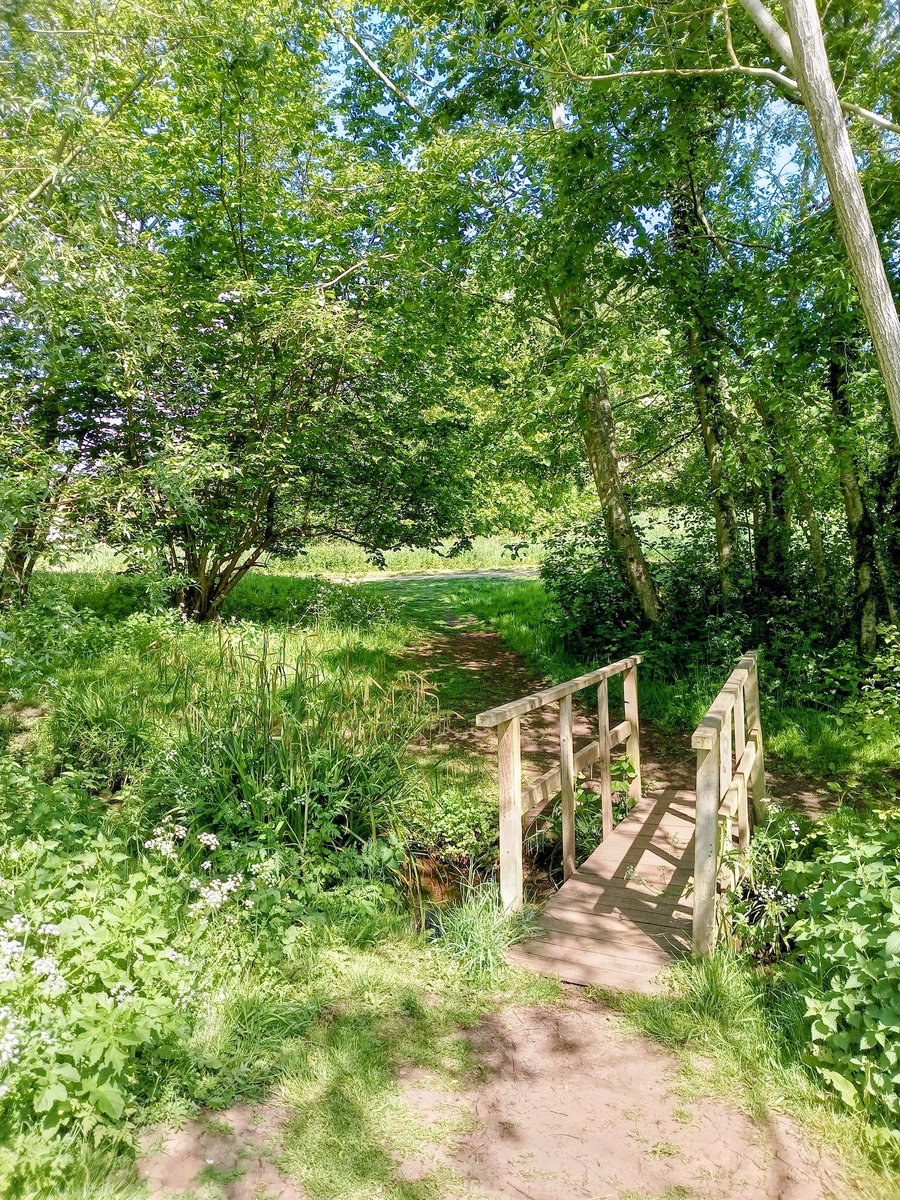 phil0073's tweet photo. Over the stream at #BusbysMeadow #Moulton #Northamptonshire.
#PhilOnaBike #FootpathFriday #treepeople https://t.co/d5ABOfy8Iv