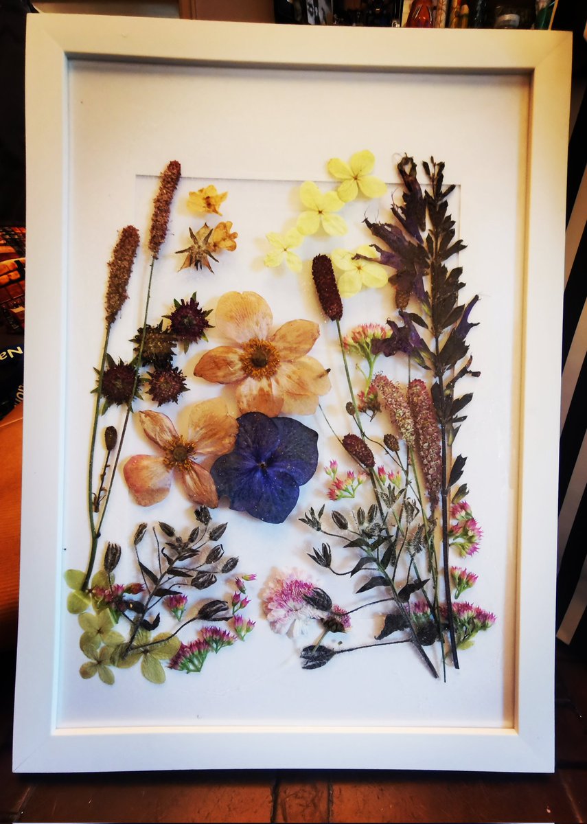 PenPendragon's tweet photo. I love pressing flowers @GWandShows @autisticgardner @GardeningWell @VenetiaJane @AMAZlNGNATURE @clitheroeart @DigChrisMyers https://t.co/I2ujg3MkRh