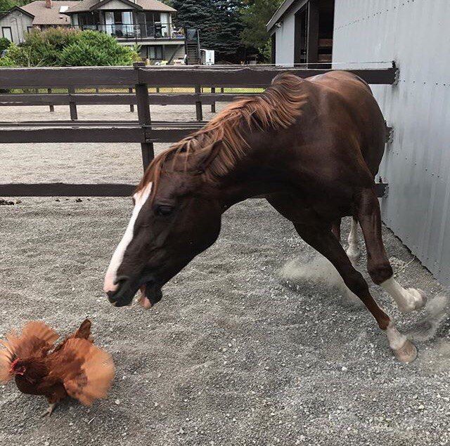 horsetwting's tweet photo. come closer @chickenincrisis ... https://t.co/OqFrbZiimB