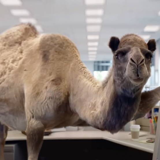 EXCLUSIVE: Dianna Russini named her son after Mike from the GEICO Hump Day commercial, not Mike Vrabel.