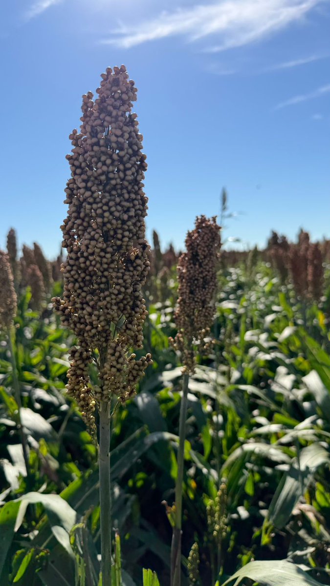 Argenetics_OK's tweet photo. Hicimos una parada en Paraguay para recorrer los ensayos de sorgo y los resultados hablan por sí solos.
Caminando los lotes en La Patria, Paraguay, pudimos comprobar el estado impecable de los híbridos 151 y Malón. https://t.co/WAL4JzfaCN