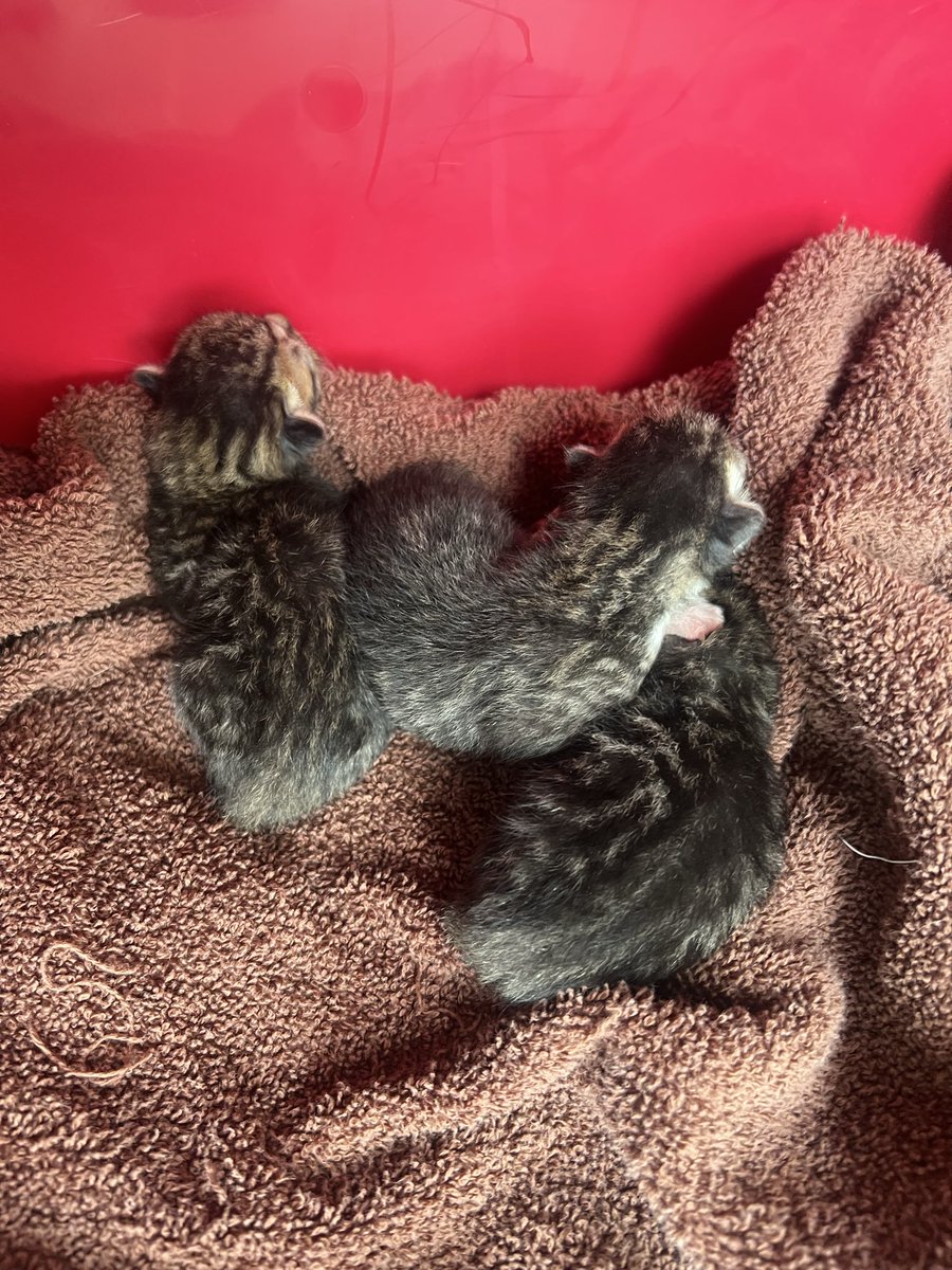 UHCougarDude69's tweet photo. Three babies will be up for adoption! I can guarantee you they will be well acclimated and hand raised 😻 https://t.co/6a3LjxVUBU
