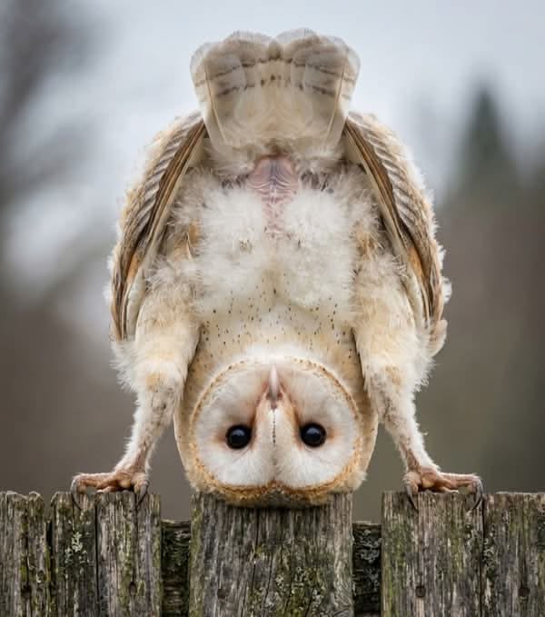 Owl tweet media