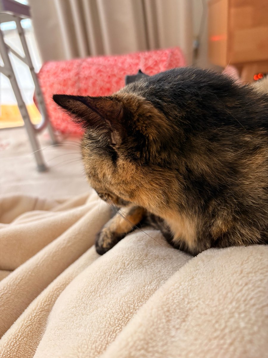 avichora's tweet photo. 昨日昼寝してたら何か重くて苦しい、う〜って感じで目覚めたら飼い主のお腹の上で寝てたサビオ。
もしや距離が縮まったのでは？ https://t.co/pVdHzsauW0