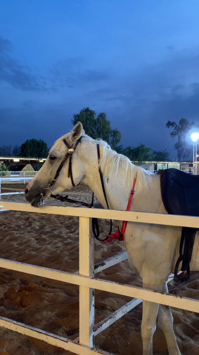 c0tui's tweet photo. 🏇❤️❤️ https://t.co/3gacXMe5Fg