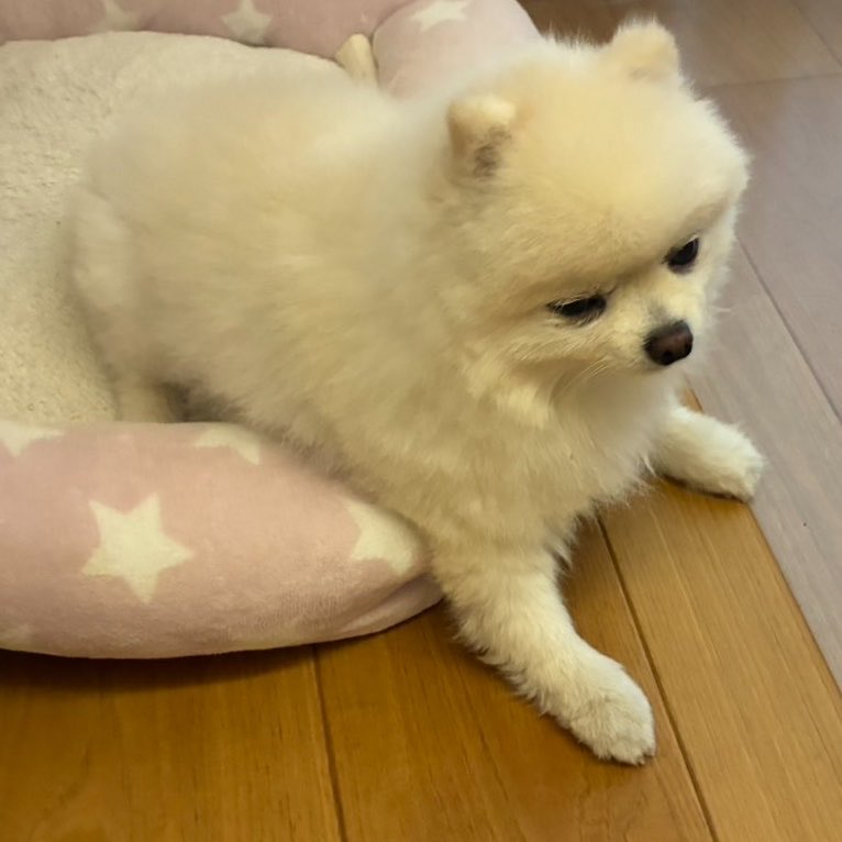 g0m192's tweet photo. 最近よくベットのふちに腰掛けてくつろいでます

#ポメラニアン https://t.co/ia8Q9MJfXJ