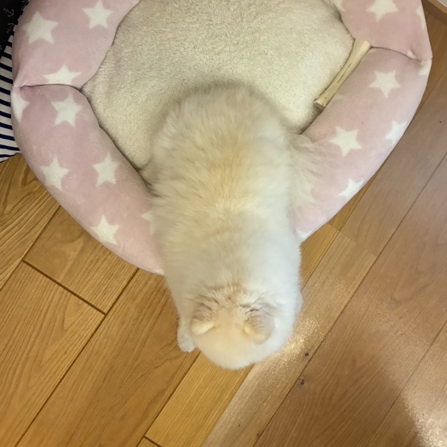 g0m192's tweet photo. 最近よくベットのふちに腰掛けてくつろいでます

#ポメラニアン https://t.co/ia8Q9MJfXJ