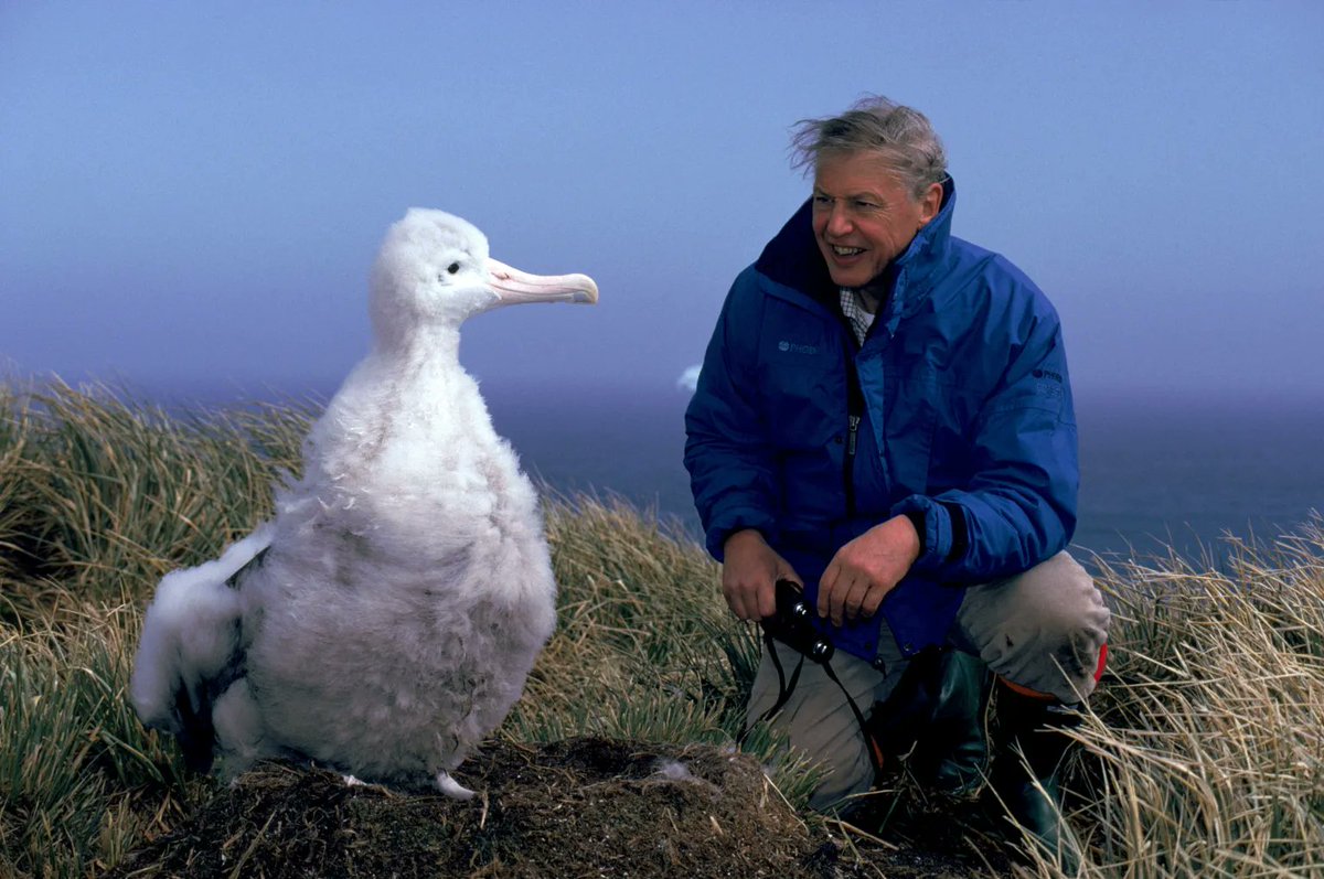 AteeqNaseem's tweet photo. Sir David Attenborough turns 100 today!
100 years old. Still making people feel something before asking them to think something.
The most powerful formula in marketing. Right there.
Happy 100th, Sir David

Picture: David Attenborough with an Albatross bird

#DavidAttenborough https://t.co/9fiL7VmsAZ