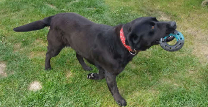 LabradoryOrg's tweet photo. Betti, 3-letnia labradorka do adopcji
Więcej: https://t.co/yiKXELJd3B
tel: 573981988, 510957071 #labradoryorg #labradorydoadopcji #labrador #labradorretriever #adoptujpsa #domtymczasowy https://t.co/tZvuEieZGZ