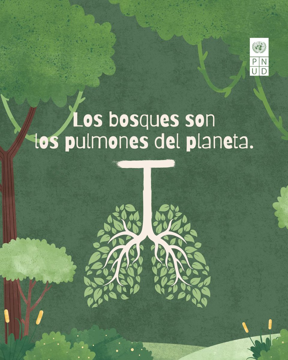 pnud's tweet photo. Más de mil millones de personas dependen de los bosques para su sustento.

Protegerlos es esencial para la vida en la Tierra.

#ActúaAhora para conservar y restaurar los ecosistemas, y así construir un planeta más verde y saludable.

#UNFF21 https://t.co/zU4SbfARHC