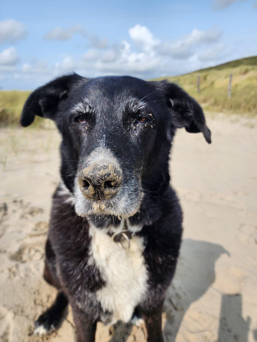 devilffm's tweet photo. Alles Gute,mein Bester 🖤
Hab viel Spaß im Hundehimmel. https://t.co/EO2NwyaiRQ