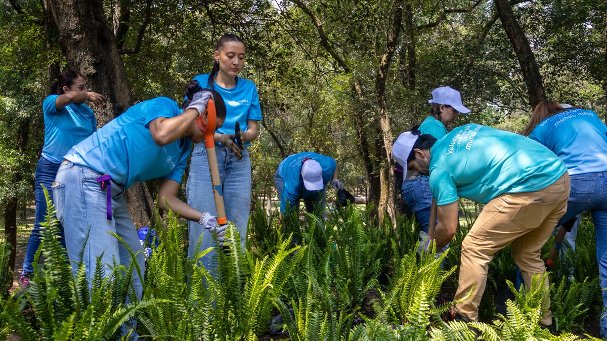 Bosque De Chapultepec tweet media