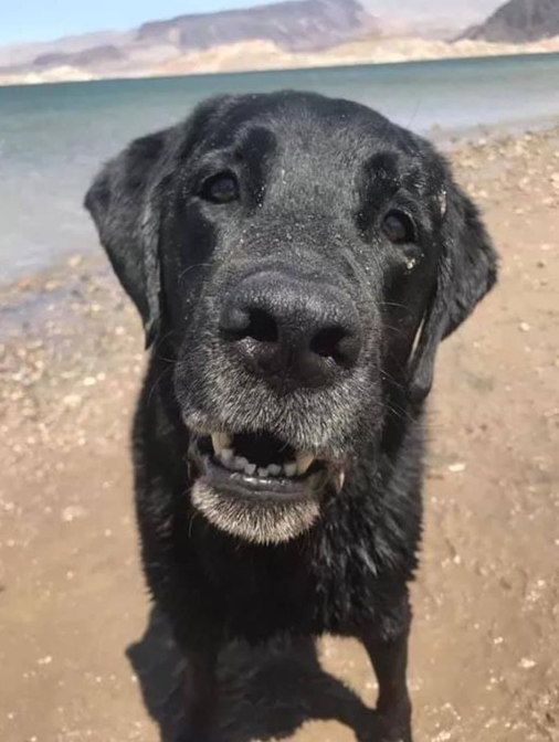 Can we get some love for a senior dog?❤️ He's the goodest boy.