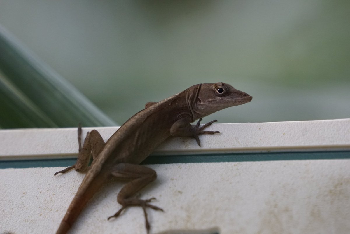 EngiPony's tweet photo. @MantaNova_ Make sure to also say hi to the green anoles down there if you ever go! I'm a big fan of these little guys https://t.co/rK5b6ekSUJ