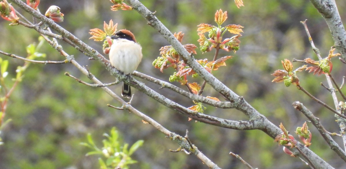 Rozza1973's tweet photo. Amazing week in Scotland but the best views of the woodchat strike at Brora. A lifer ✅️ https://t.co/Gh4dl3PB6q