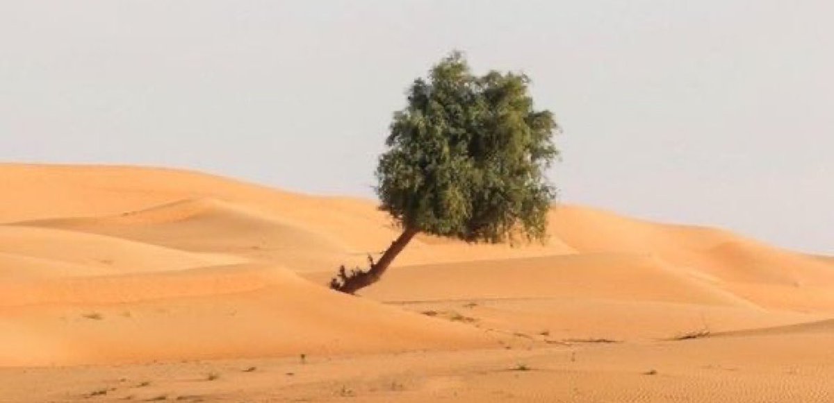 دمــث tweet media