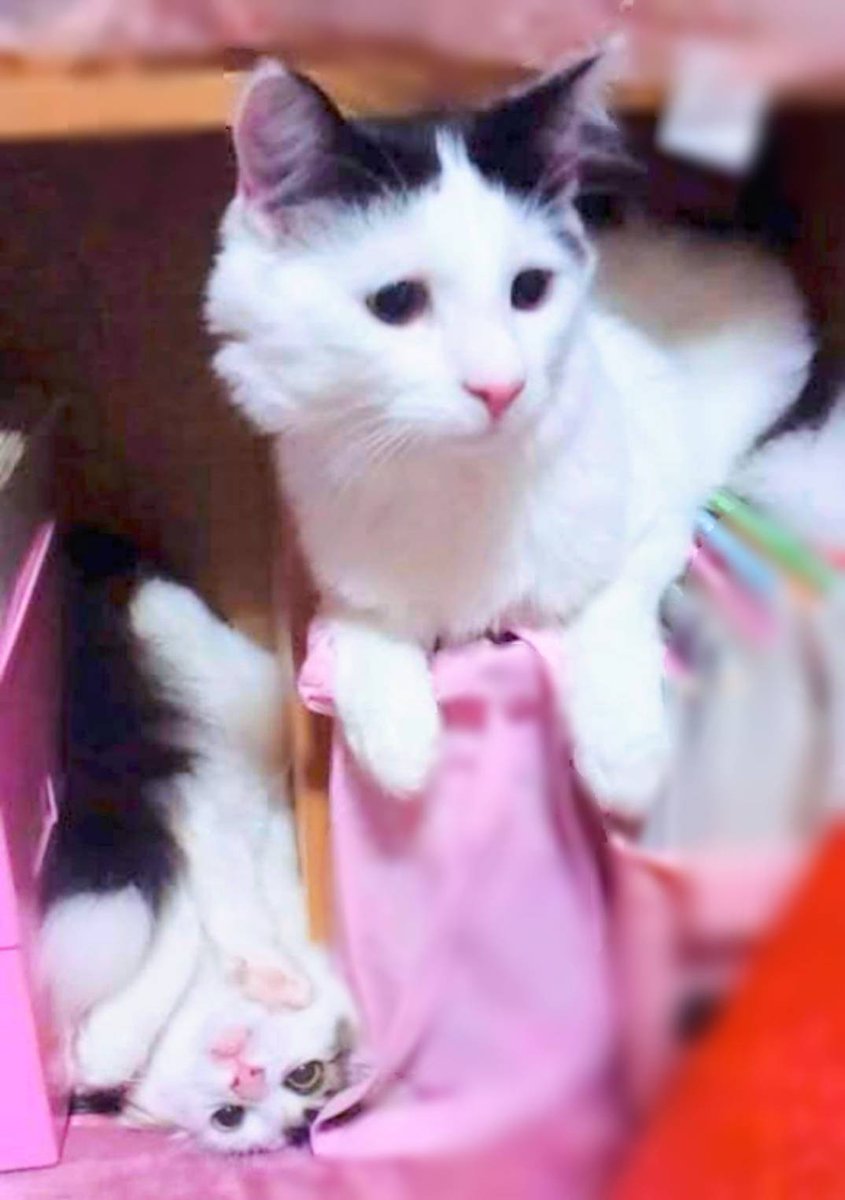 オリオン^ↀᴥↀ^ tweet media
