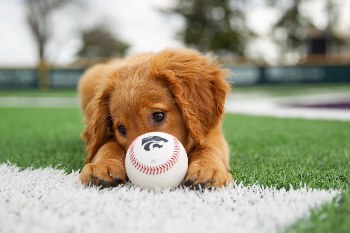 KState_Students's tweet photo. Bark in the park TONIGHT🐶⚾️ Swing by Tointon to watch your K-State Baseball team take on Cincinnati all weekend long!

TONIGHT- 6pm
Saturday- 4pm
Sunday- 11am

As always, you get in 🆓 with your student ID! See you there, Cats😼 https://t.co/NMOLG2fmeY