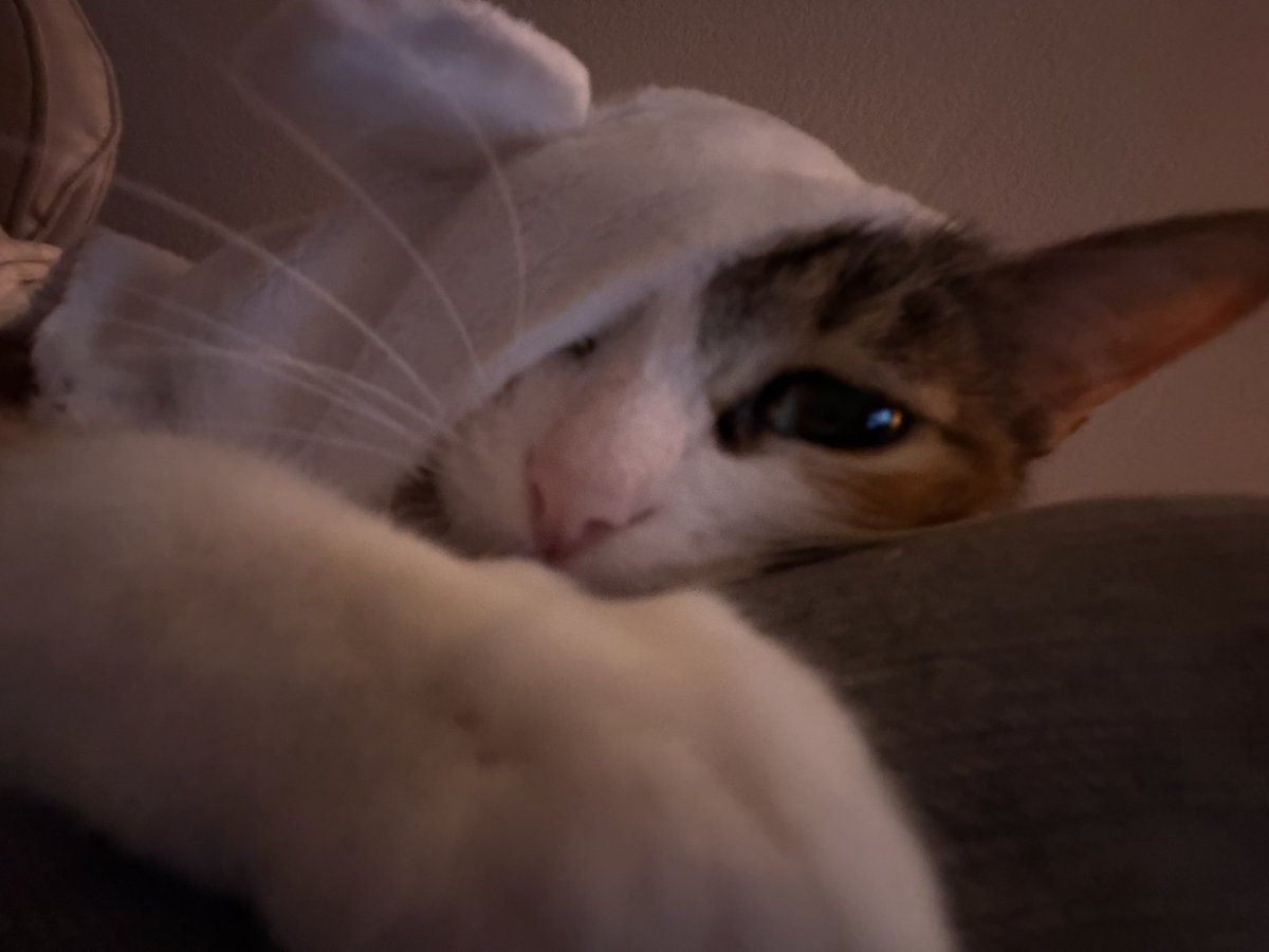 petey tweet media