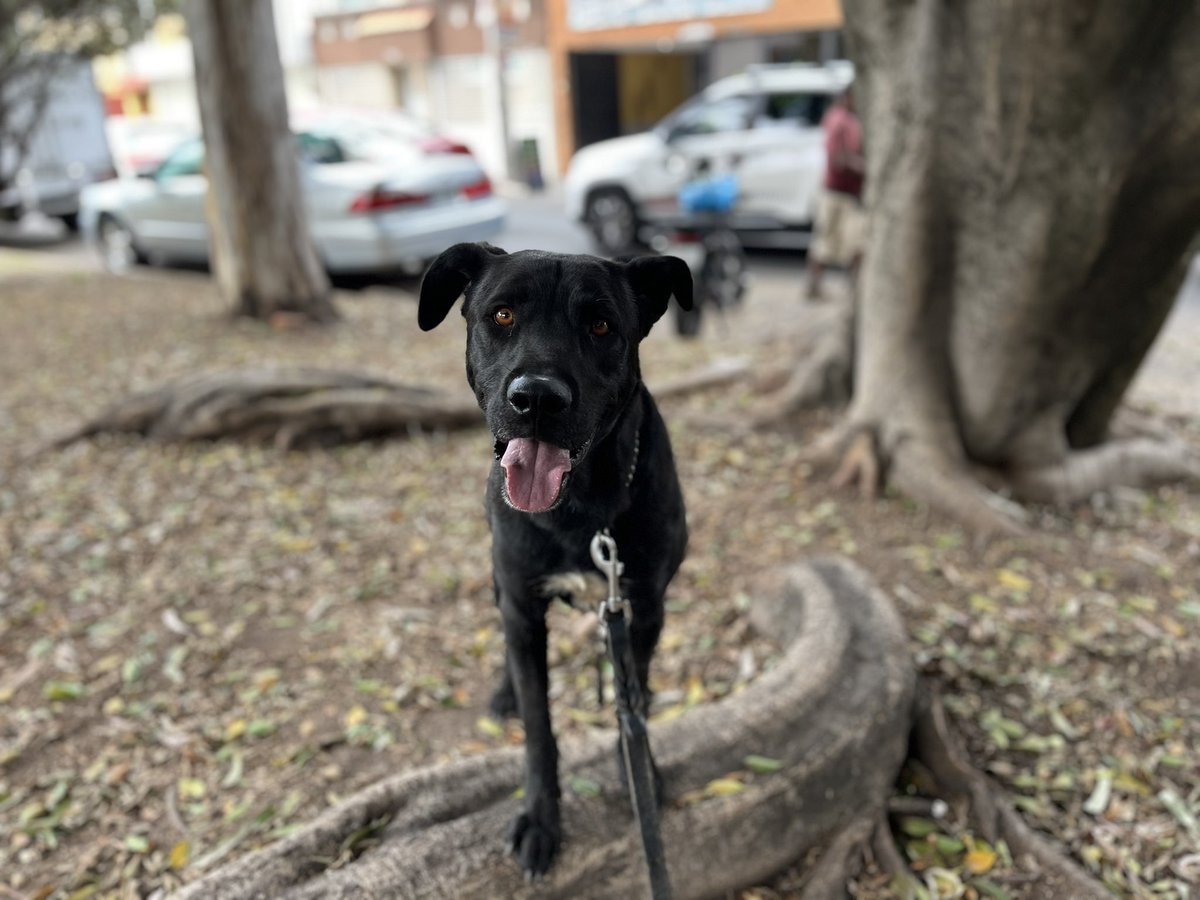 Juanchito vino a revisión,y afortunadamente está sano,se desparasitó y la otra semana se podrá vacunar.🖤