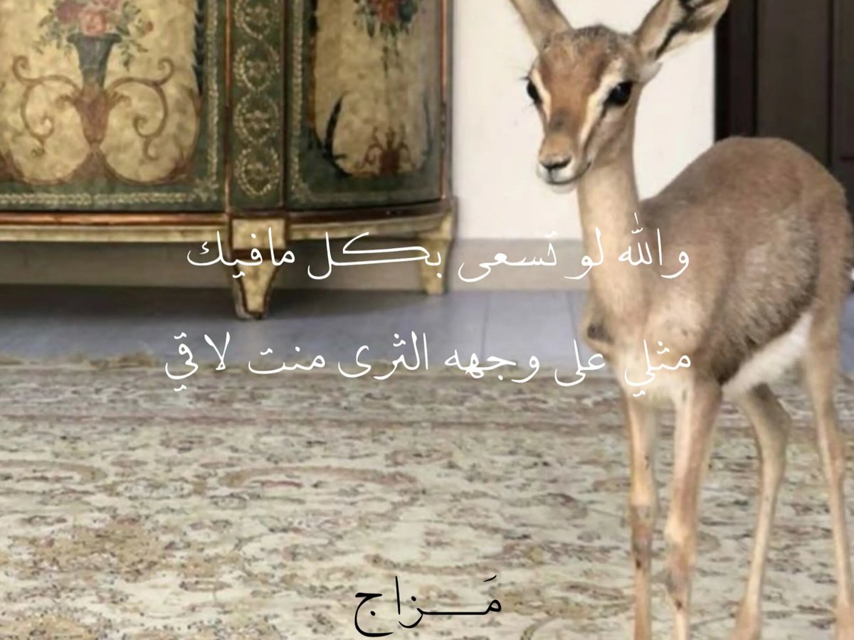 mu_s6ic's tweet photo. «على وجهه الثرى منت لاقي» https://t.co/AZSMuwcJCF