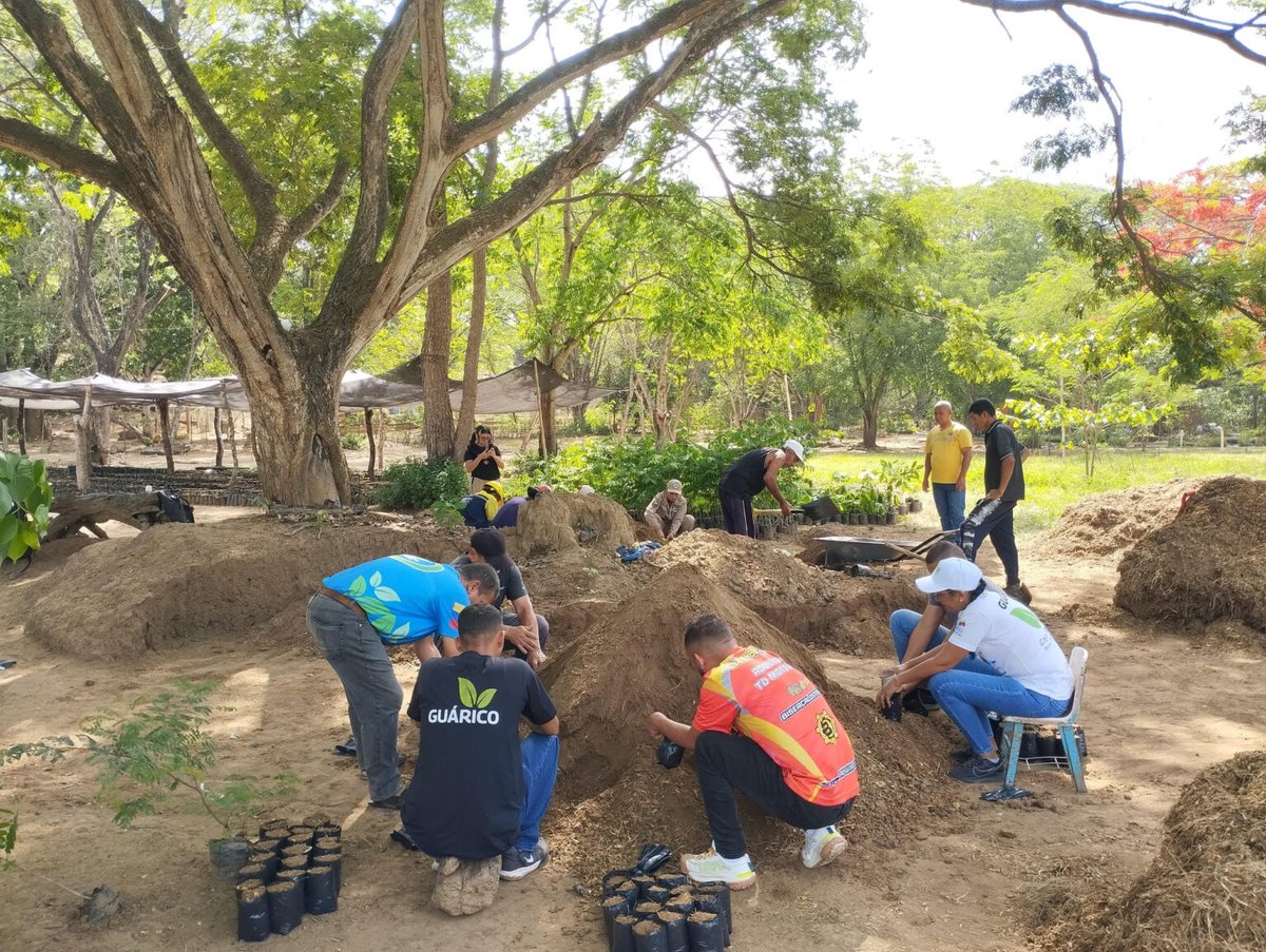 MinecOficial's tweet photo. Viveros de Guárico entran en fase intensiva para reforestación masiva
#08May
https://t.co/tkHG39FkXH https://t.co/t0zE5qED1G